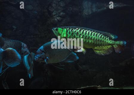 Gros plan de poissons d'Arowana asiatique, Scleropages formosus Banque D'Images