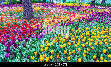 Tulipes dans le parc de l'île Yelagin à Saint-Pétersbourg, Russie Banque D'Images