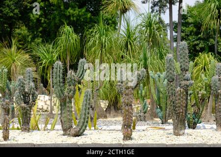 Mexico - Forêt de Chapultepec et jardin botanique champ de Cactus Banque D'Images