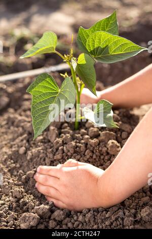 De petits enfants plantent de nouvelles jeunes plantes vertes sur un sol noir de près. Banque D'Images