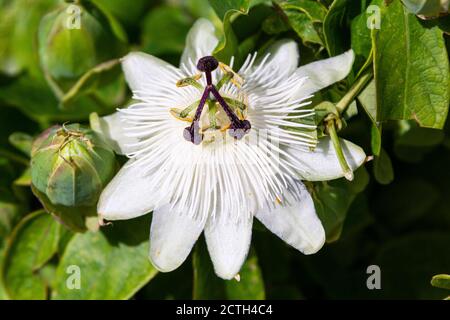 Une fleur de passion blanche (Passiflora) Banque D'Images