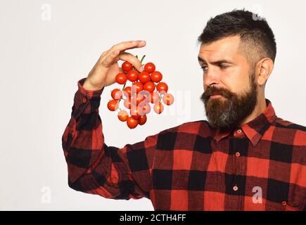 Homme avec barbe détient les petits fruits tomate isolé sur fond blanc. Avec l'agriculteur en question ne retient tas de tomates cerises. L'agriculture et de l'automne. Guy montre sa moisson Banque D'Images