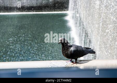 Un pigeon boit l'eau d'une grande fontaine Banque D'Images