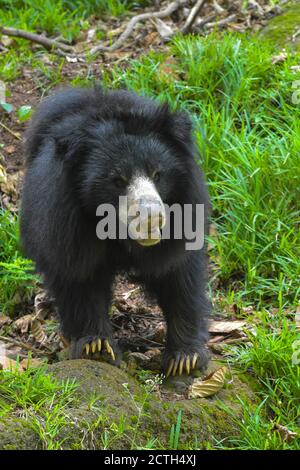 Ours indien (Melursus ursinus) Banque D'Images