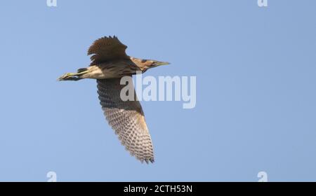 Bittern survolant le jaill Banque D'Images