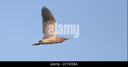 Bittern survolant le jaill Banque D'Images