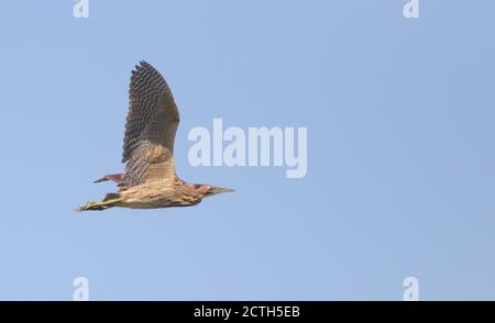 Bittern survolant le jaill Banque D'Images