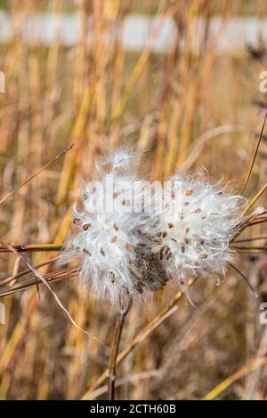 Les graines de laitoued se dégageant à l'automne près de Battleground, dans l'Indiana Banque D'Images