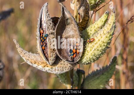 Des insectes de l'herbe à lait orange (Oncopeltus fasciatus) sur les plantules qui sèchent à l'automne près de Battleground, dans l'Indiana Banque D'Images