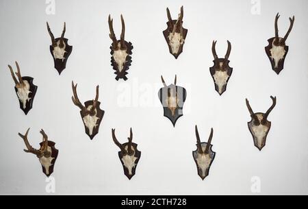 Un cerf-volant isolé sur blanc Banque D'Images