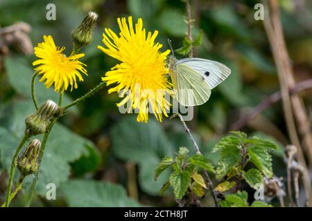 Petit papillon blanc Artogeia rapae sur chardon de truies sous-ailes jaunâtre ailes supérieures blanc crème avec pointe sombre pour la femme en avant 2 points sur l'orientation Banque D'Images