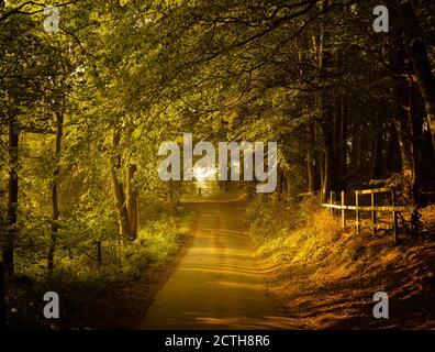 Country Lane et Beech Trees, North Yorkshire Banque D'Images