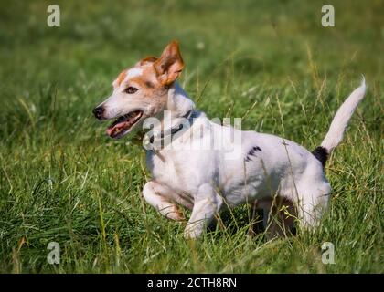 Petit chien courant sur l'herbe, Royaume-Uni Banque D'Images