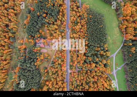 la route à travers la forêt d'automne. photo du drone. Banque D'Images