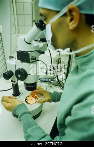 Naissance de jumeaux après fécondation in vitro, Lyon, France, .Archives 90ies Banque D'Images