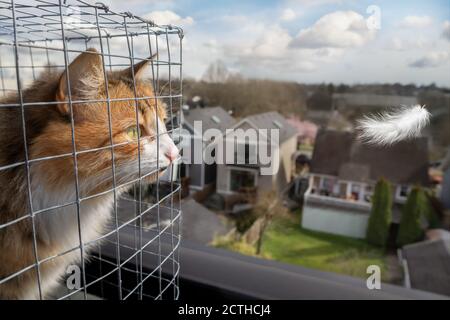 Cat dans une enceinte extérieure ou une catio. Calico ou torbie kitty est en vedette intensément à une plume blanche volant par. Terrasse sur le toit d'un édifice de quatre étages. Banque D'Images
