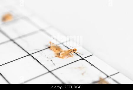 Piège à mites en tissu pour la prévention des parasites. Gros plan de la teigne des vêtements ou de la teigne des vêtements (Tineola bisselliella). Le piège adhésif non toxique Banque D'Images