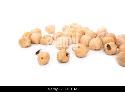 Pluralité de charançon des haricots ou de niébé bettle sur les pois chiches. (Acanthoscelides obtectus) un charançon vient juste de sortir du trou de sortie. Prévention de la lutte antiparasitaire. Banque D'Images