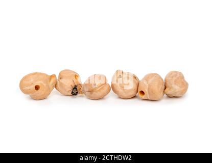 Le charançon du haricot sur les pois chiches. Plusieurs pois chiches dans une ligne. Acanthoscelides obtectus. Comment les signes de plus d'activité de bogue. Concept de lutte antiparasitaire. Banque D'Images