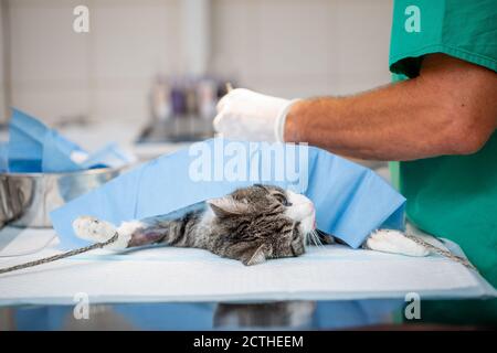 Stérilisation ou chirurgie un chat en clinique vétérinaire, vétérinaire concept Banque D'Images