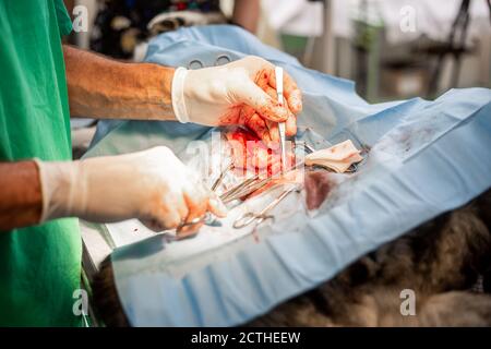 Procédé d'une chirurgie de castration de chien en clinique vétérinaire, concept vétérinaire Banque D'Images