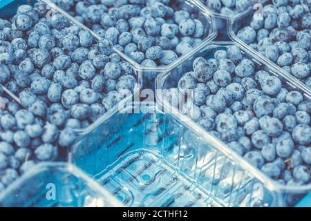 Bleuets fraîchement récoltés sur l'immense ferme, concept alimentaire Banque D'Images