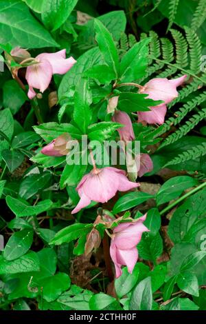 Fleurs roses et feuilles vertes d'Helleborus atrorubens Banque D'Images