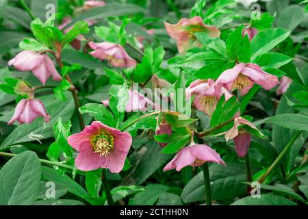 Fleurs roses et feuilles vertes d'Helleborus atrorubens Banque D'Images