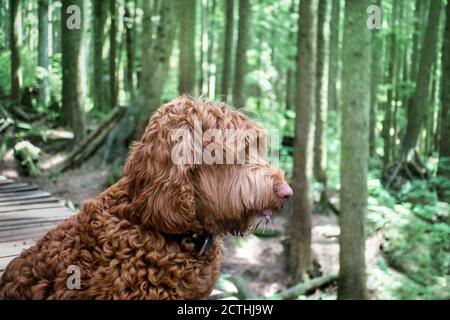 Portrait latéral de chien dans la forêt, assis sur une piste cyclable en bois. Une ladoodle rouge/orange douce est en train de pander et de couler de la course. Banque D'Images