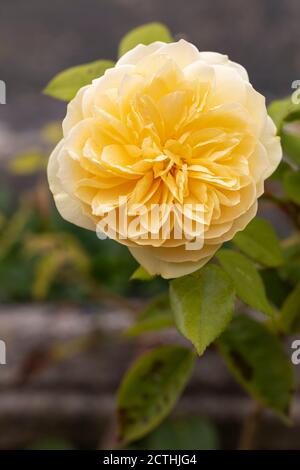 Gros plan de Rosa teasing Georgia - A David Austin French Yellow Climbing Rose, Royaume-Uni Banque D'Images