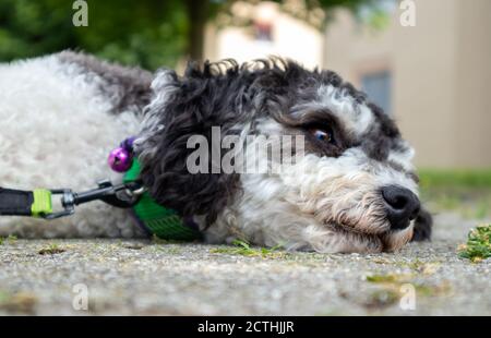 Gros plan sur le visage du chien. Chien tête reposant sur le sol à l'extérieur. Petit coolé noir et blanc regardant quelque chose hors de vue. Mise au point sélective, flou Banque D'Images