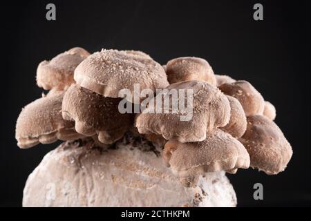 Champignons shiitake sur bloc de mycélium. Il est considéré comme un champignon médicinal sous certaines formes de médecine traditionnelle Banque D'Images