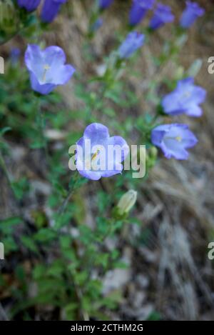 Campanula moyen avec fleurs bleu violet Banque D'Images