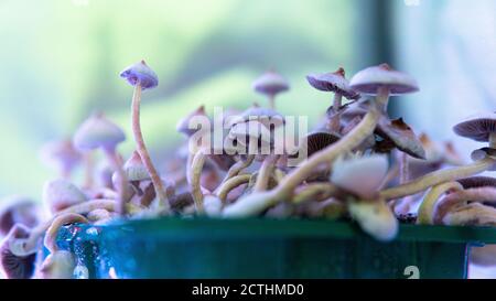 culture de consommation consciente de champignons magiques Banque D'Images