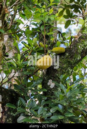 Fruit de Jack (Artocarpus heterophyllus) poussant sur un arbre Banque D'Images