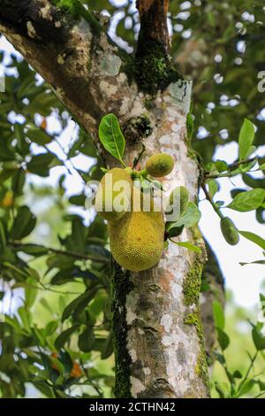 Fruit de Jack (Artocarpus heterophyllus) poussant sur un arbre Banque D'Images