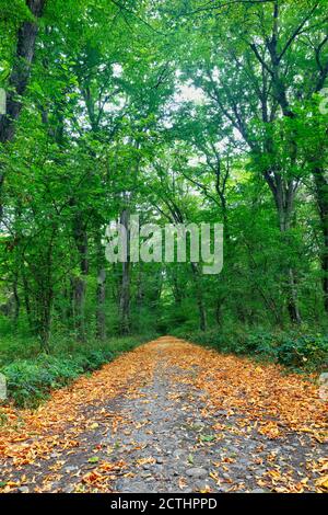 Forêt dense au milieu de l'automne Banque D'Images