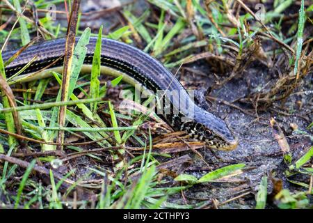 Gros plan du lézard de verre de l'est (Ophisaurus ventralis) dans l'herbe du parc régional de Halpatiokee, Stuart, Floride, États-Unis Banque D'Images