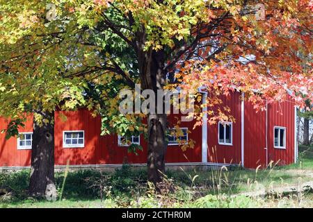 Couleurs de l'automne. Vue panoramique avec grange rouge classique du Wisconsin entre les érables brunches avec des feuilles aux couleurs vives. Milieu de la nature du Midwest. Banque D'Images