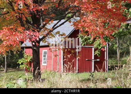 Couleurs de l'automne. Vue panoramique avec grange rouge classique du Wisconsin entre les érables brunches avec des feuilles aux couleurs vives. Milieu de la nature du Midwest. Banque D'Images