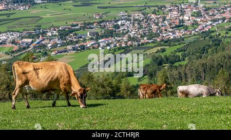 Les vaches se broutent sur un pâturage de montagne au-dessus du village de Malles Venosta, Tyrol du Sud, Italie, visible en arrière-plan Banque D'Images