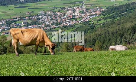 Les vaches se broutent sur un pâturage de montagne au-dessus du village de Malles Venosta, Tyrol du Sud, Italie, visible en arrière-plan Banque D'Images