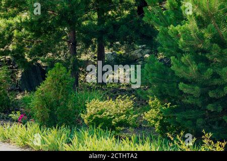 Un buisson à fleurs dans une clairière entre les espaces verts. Banque D'Images