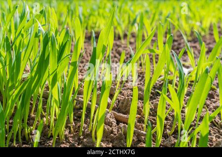Herbe verte vibrante de près. Mise au point sélective. Photo de haute qualité Banque D'Images