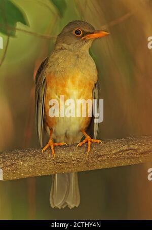 Island (turdus poliocephalus erythropleurus) adulte perché sur l'île de noël, direction générale de l'Australie Banque D'Images