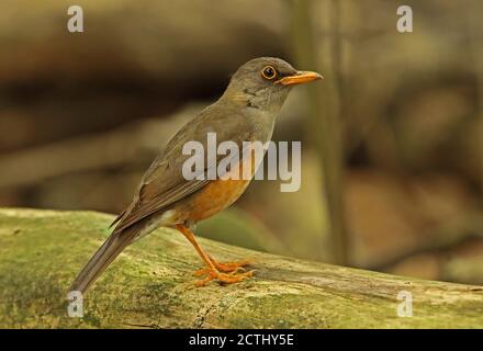 Island Thrush (Turdus poliocephalus erythropleurus) adult perched on log  Christmas Island, Australia        July Stock Photo