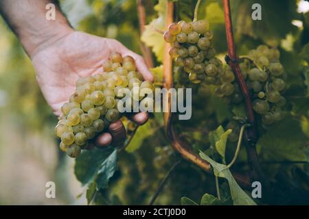 Main du vigneron tenant un bouquet de raisin blanc pour vin txakoli basque dans le vignoble Banque D'Images