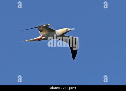 Red-footed Booby (Sula sula rubripes) adult in flight  Christmas Island, Australia      July Stock Photo