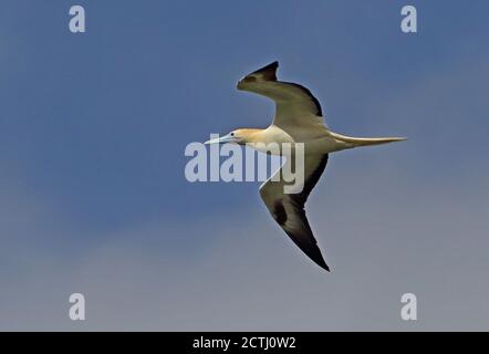 Red-footed Booby (Sula sula rubripes) adult in flight  Christmas Island, Australia      July Stock Photo