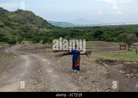 TANZANIE, AFRIQUE DE L'EST - JANVIER 2020 : une femme Masai en vêtements et armes traditionnels marche dans la savane, à côté de la route de Gravel avec les montagnes Banque D'Images